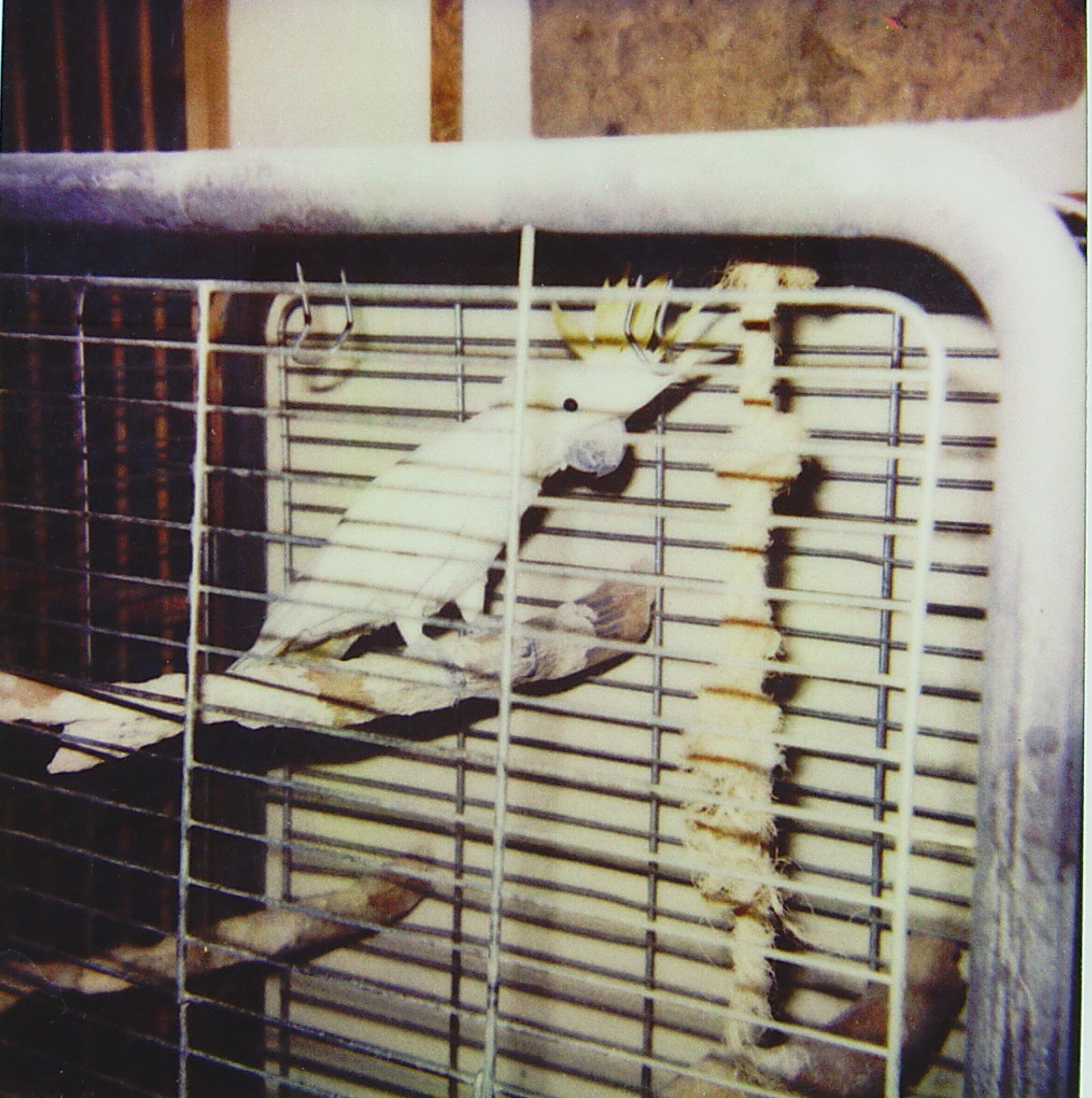 Kobi 10