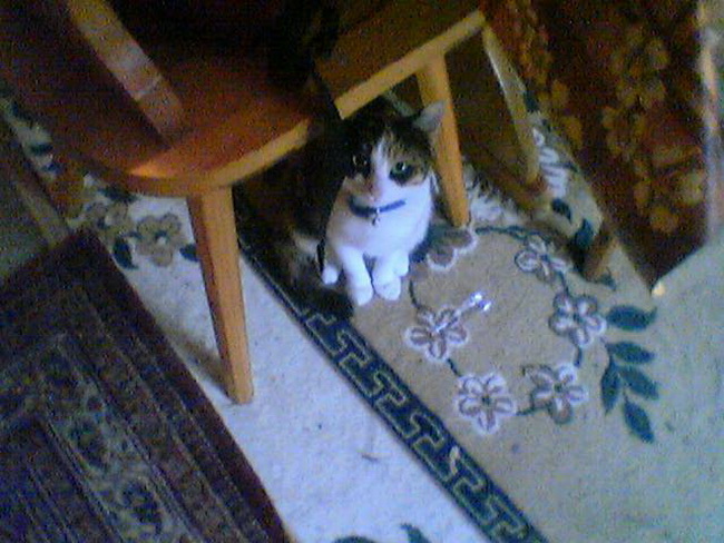 Katzen 12